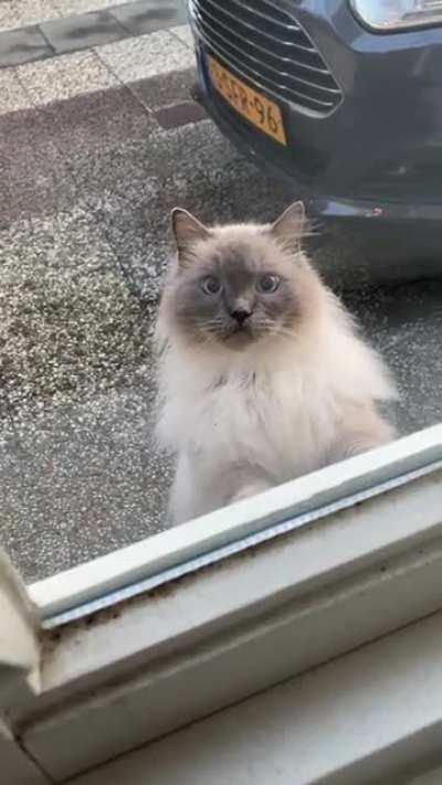 Fluffy visitor in the early morning