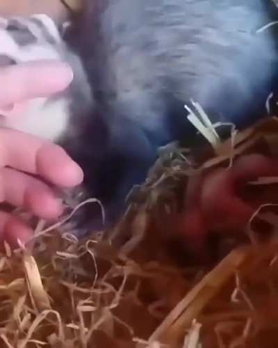 look at my children human!