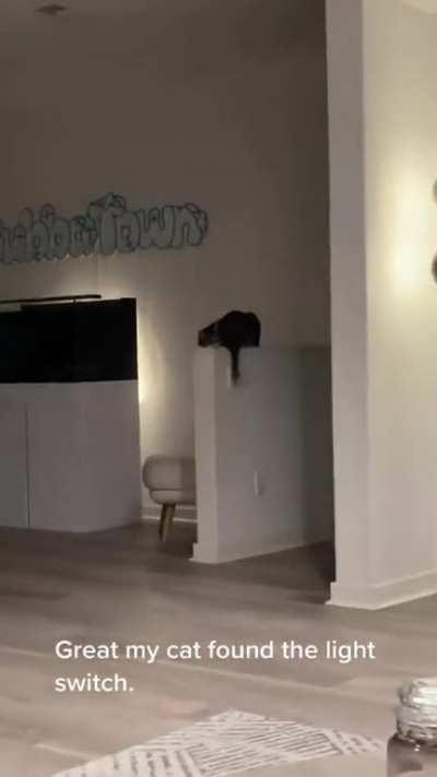 Cat found out where the light switch is 