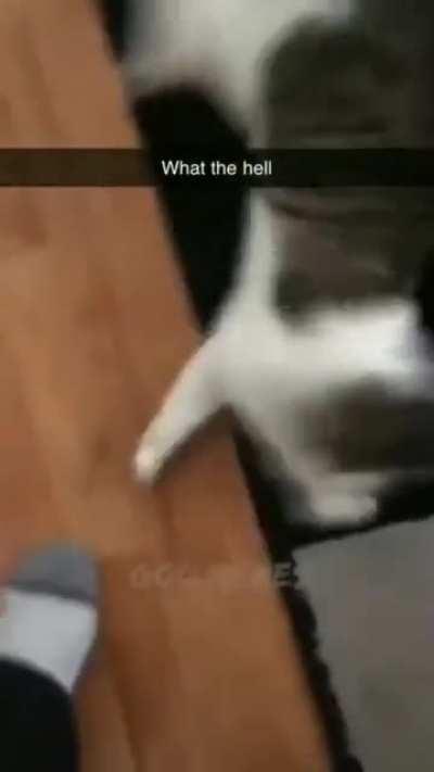 Cat.exe has stopped working