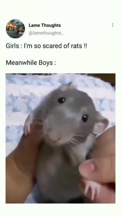 Rats - a Girls VS Boys Reaction Comparison