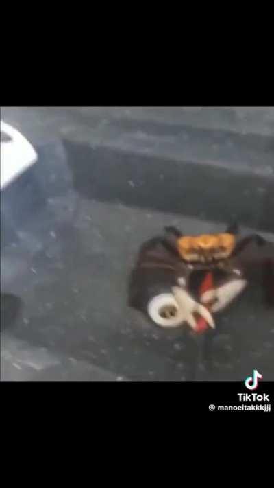 Top 10 melhores brigas: 