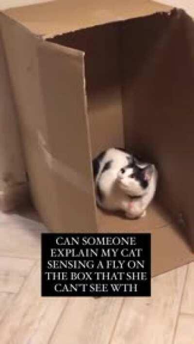 Could someone explain exactly what the video caption suggests? Cats are weird holy hell