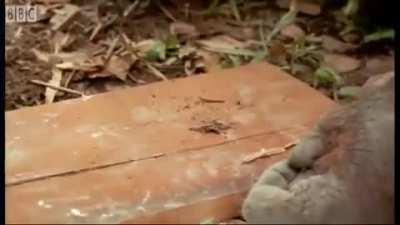 One of my favorite monke videos. I’ve got over 50 saved to my phone if anyone wants some premium monke content