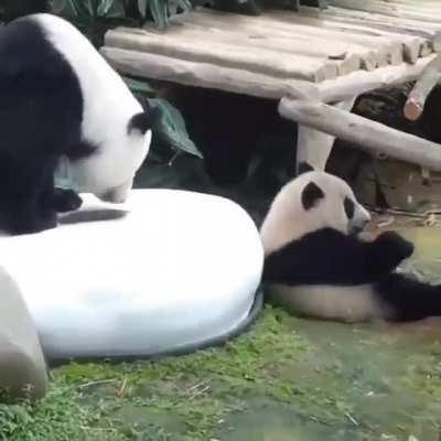 baby panda: why i am on ground.ummm lemme focus on food.