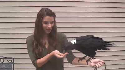 Ravens can also mimic human speech!