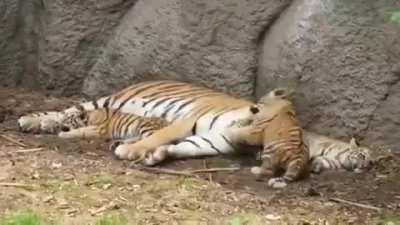 Eventually they all come to mommy..