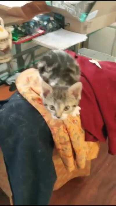 The perp assaulted an officer, I need backup ASAP!