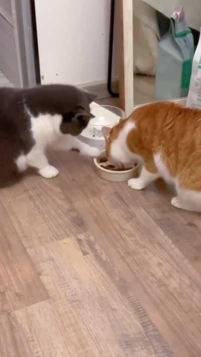 Cats are so beautiful❤️