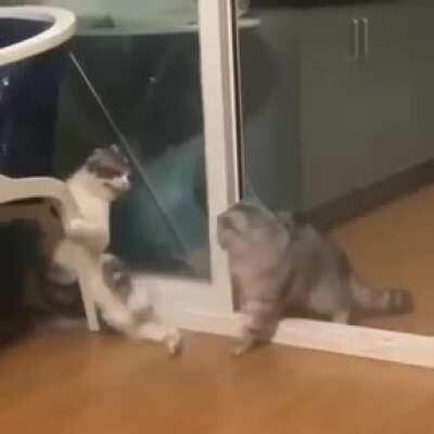 Cat has no follow through