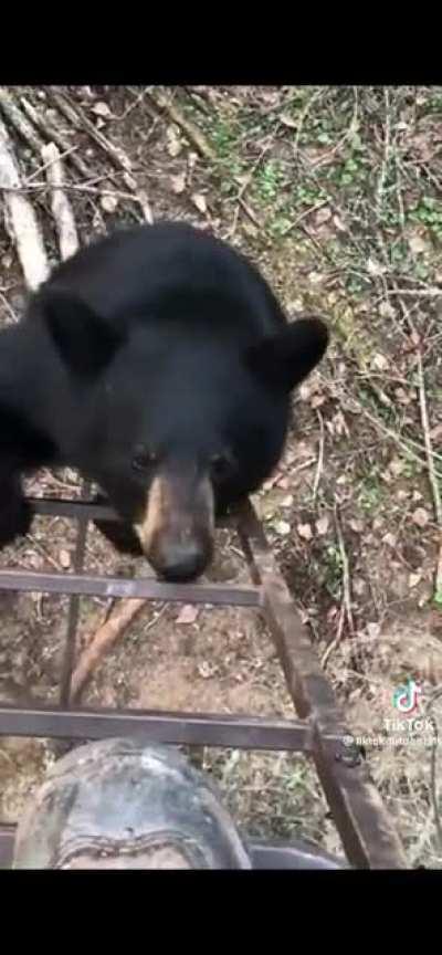 Bears have no business being that cute it’s not fair.