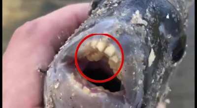 bri'ish fish😳😳😳😳😳