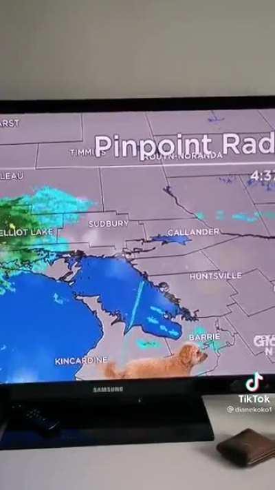 Meteorologist doggo