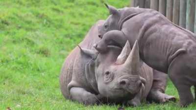 Even baby tanks annoy their moms from time to time.