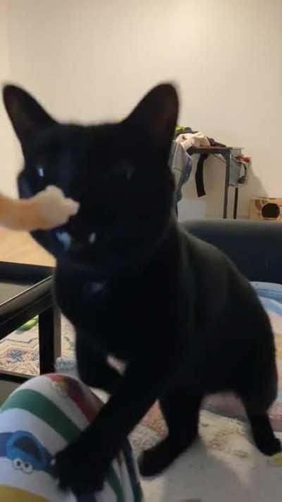 Отдай креветку!