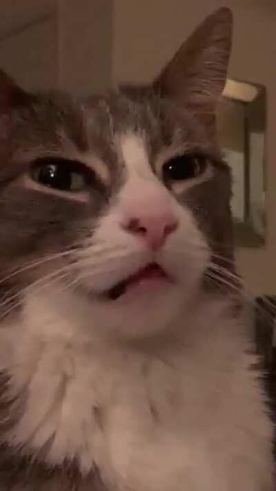 Stoned greebles encounter - my bro’s kitty got her teeth cleaned