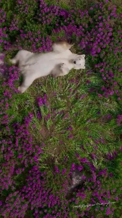 A polar bear lays around beautiful flowers