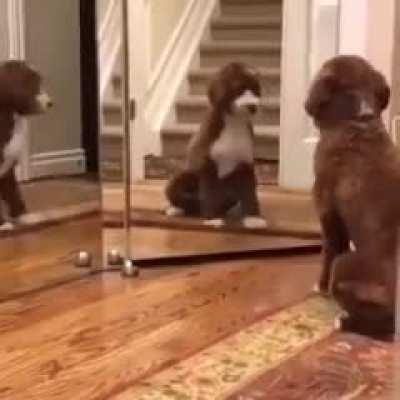 Dog versus mirror xpost youseeingthisshit