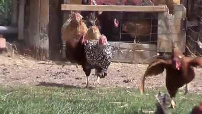 I added Jadeplume Terrorshroom music to chickens running, it just works