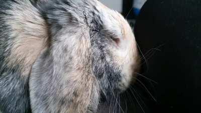 Sleepy Layla snoring, twitching and toothgrinding as she dreams 😴