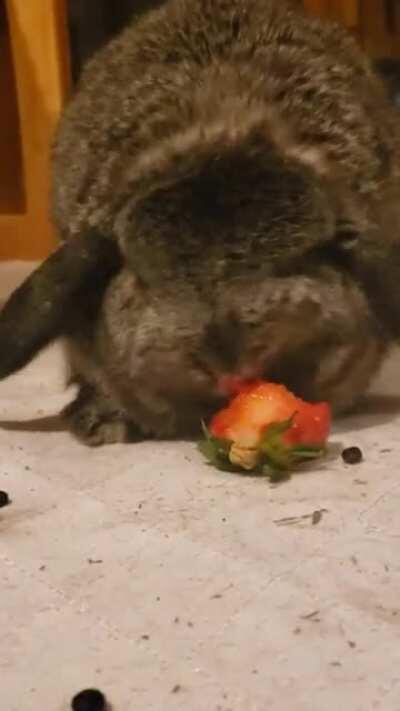 Scoop eating a strawberry. Shes so dang cute!🥰