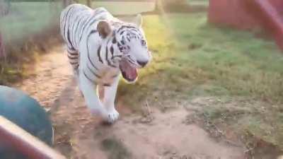 What kind of grapes are these?