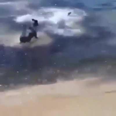 Dog in the shallows gets harassed by shark, other dogs rush to assist while human films