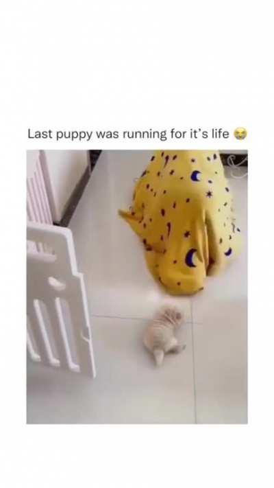 Puppy PTSD