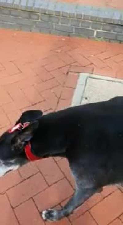 How fast a greyhound actually moves