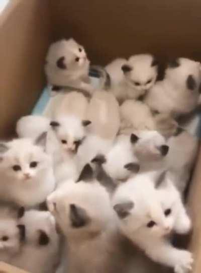 Котяток вам в ленту. Все любят котиков