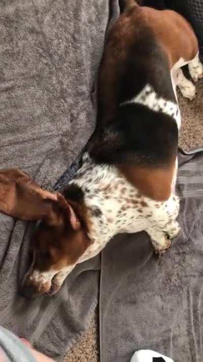 Post bath nonsense. 😂 Luna is a nutcase.