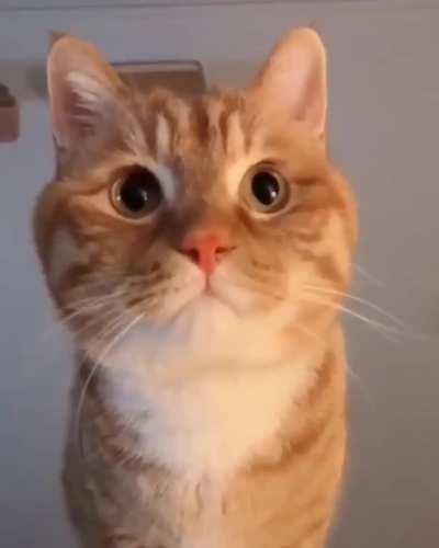 Those little meows ;)