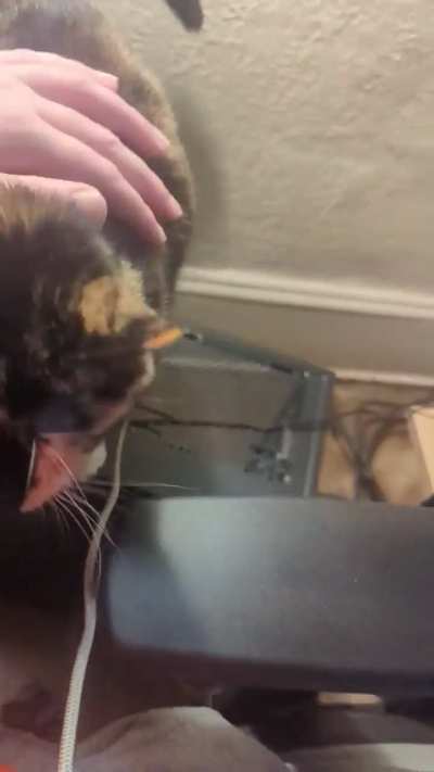 Asuna will not be denied