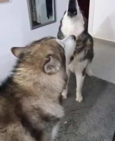 My 2 dogs pretend to be fire trucks.