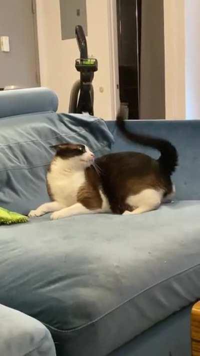 Cat dimension is calling