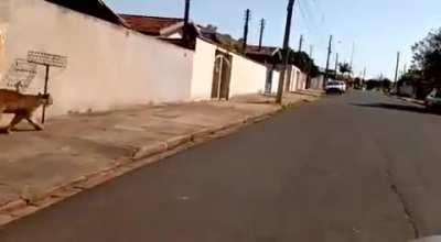 Brazilian cougar walking down the streets