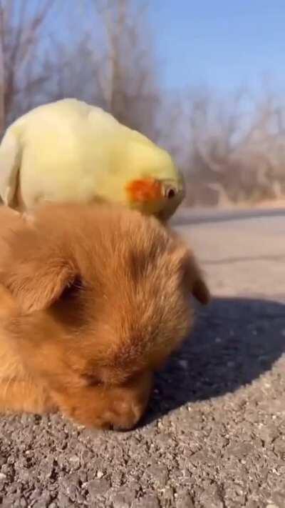 Sleepy Puppy And A Birb
