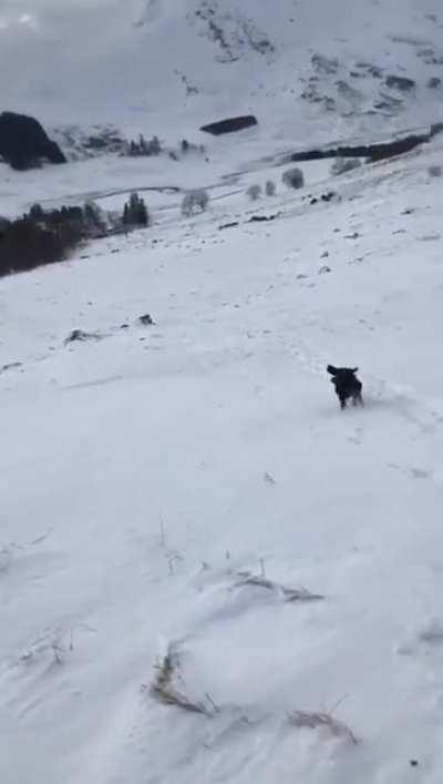My pup Kai trying to keep up yesterday. Cairngorms, Scotland.