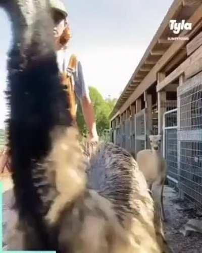 Emmanuel at it again!