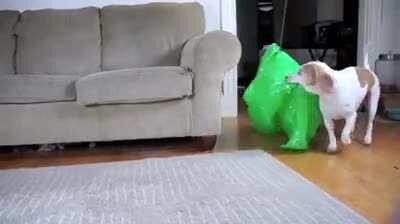 Dog defender against the alien invasion!