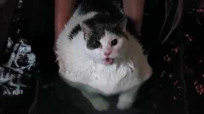 Chonk is being dechonkified