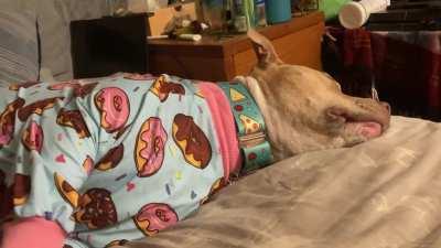 My girl NEVER borks, except for the tons of sleepy micro borks