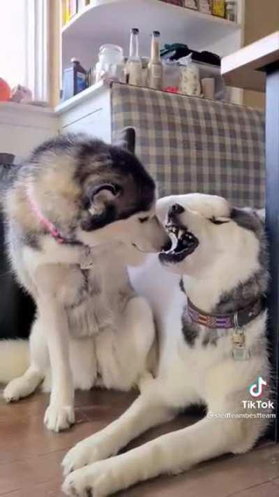 vIcIoUs WoLvEs FuCkInG cAnNiBaLiZe EaCh OtHeR aMiDsT bAtTlE tO tHe DeAtH
