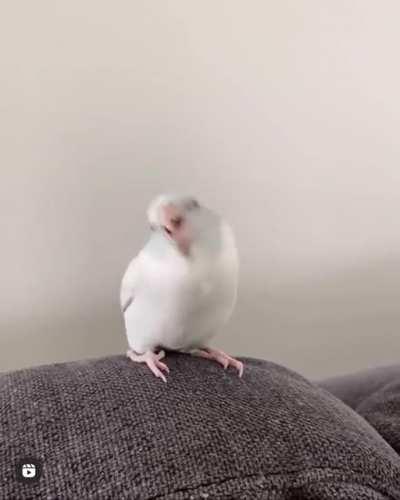 all you gotta do is just wiggle a bit