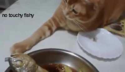 Touch the fishy. Taste the fishy.