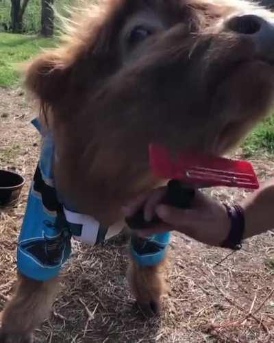 James having a nice brush