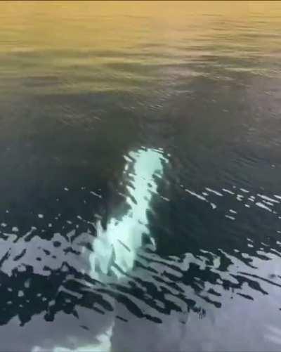 🔥 Good morning from Lofoten, Norway