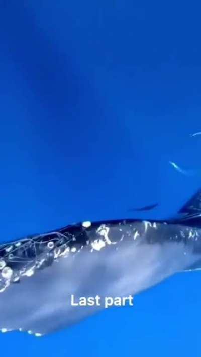 People cutting nets off mother whale