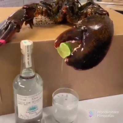 In awe at the size of this lobster