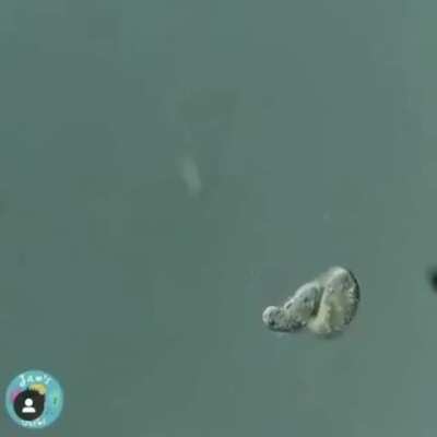 One unicellular organism devours another single cell organism!